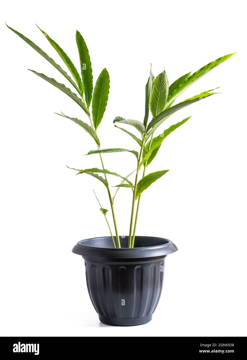 pianta del cardamomo che cresce in una pentola, pianta aromatica comunemente conosciuta come cardamomo verde o vero, piccante costoso, pianta tropicale isolata su sfondo bianco Foto Stock