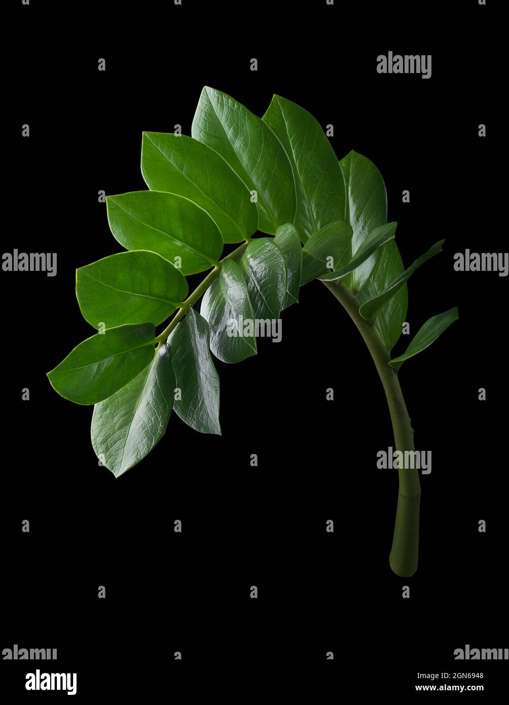 zanzibar gemma o pianta di zz, pianta ornamentale tropicale con attraente fogliame lucido isolato su sfondo nero Foto Stock