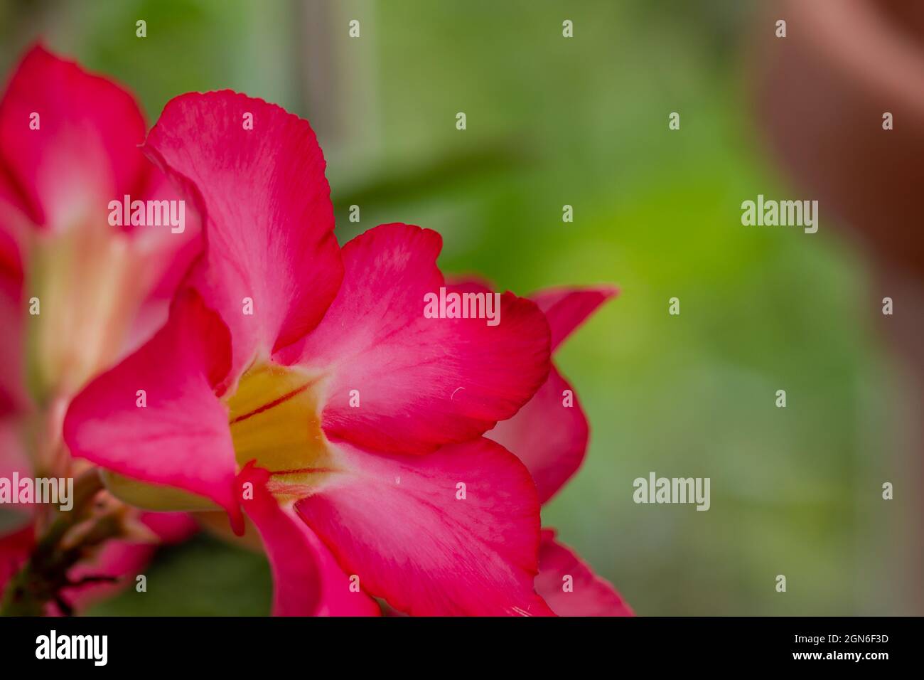 Un rametto di adenium fiore con un colore dominante rosso violaceo, il pistil e i suoi dintorni sono gialli Foto Stock