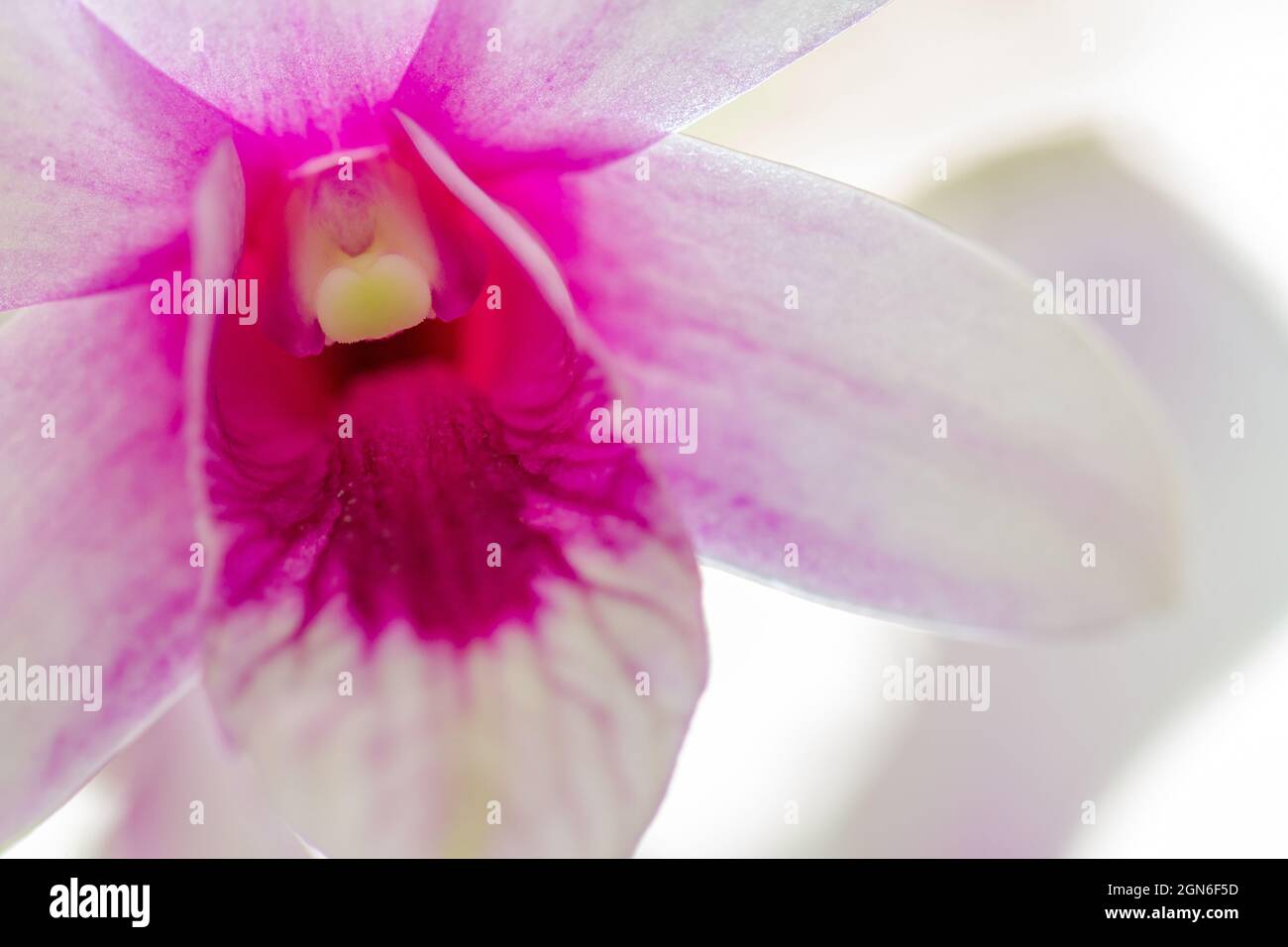 Dendrobium nobile orchidea fiore su uno sfondo chiaro Foto Stock