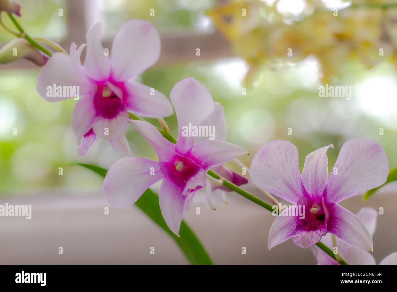 Un rametto di orchidea Dendrobium ha un tipo nobile con fiori viola e bianchi Foto Stock