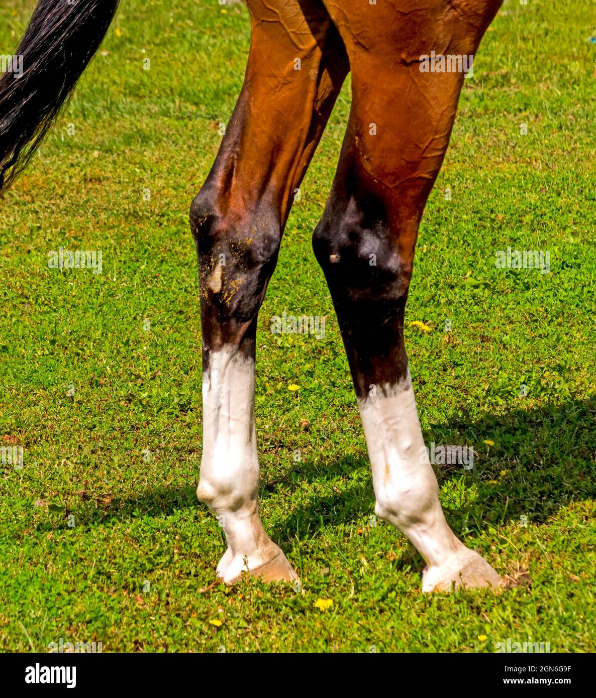 Marroni cavallo gamba primo piano sullo sfondo di erba verde Foto Stock