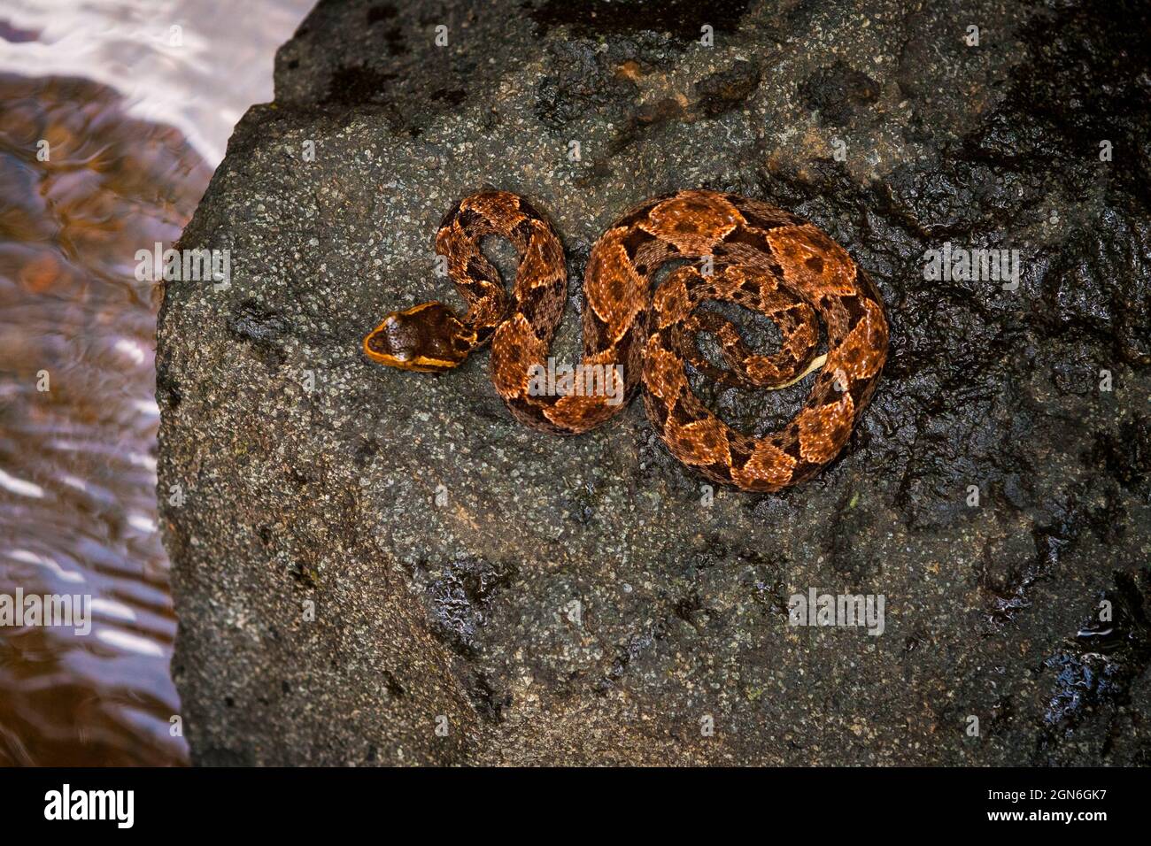 Un serpente velenoso Fer-de-lance, l'asper Bothrops, su una roccia in un piccolo fiume lungo il vecchio sentiero Camino Real, Parco Nazionale di Chagres, Repubblica di Panama. Foto Stock
