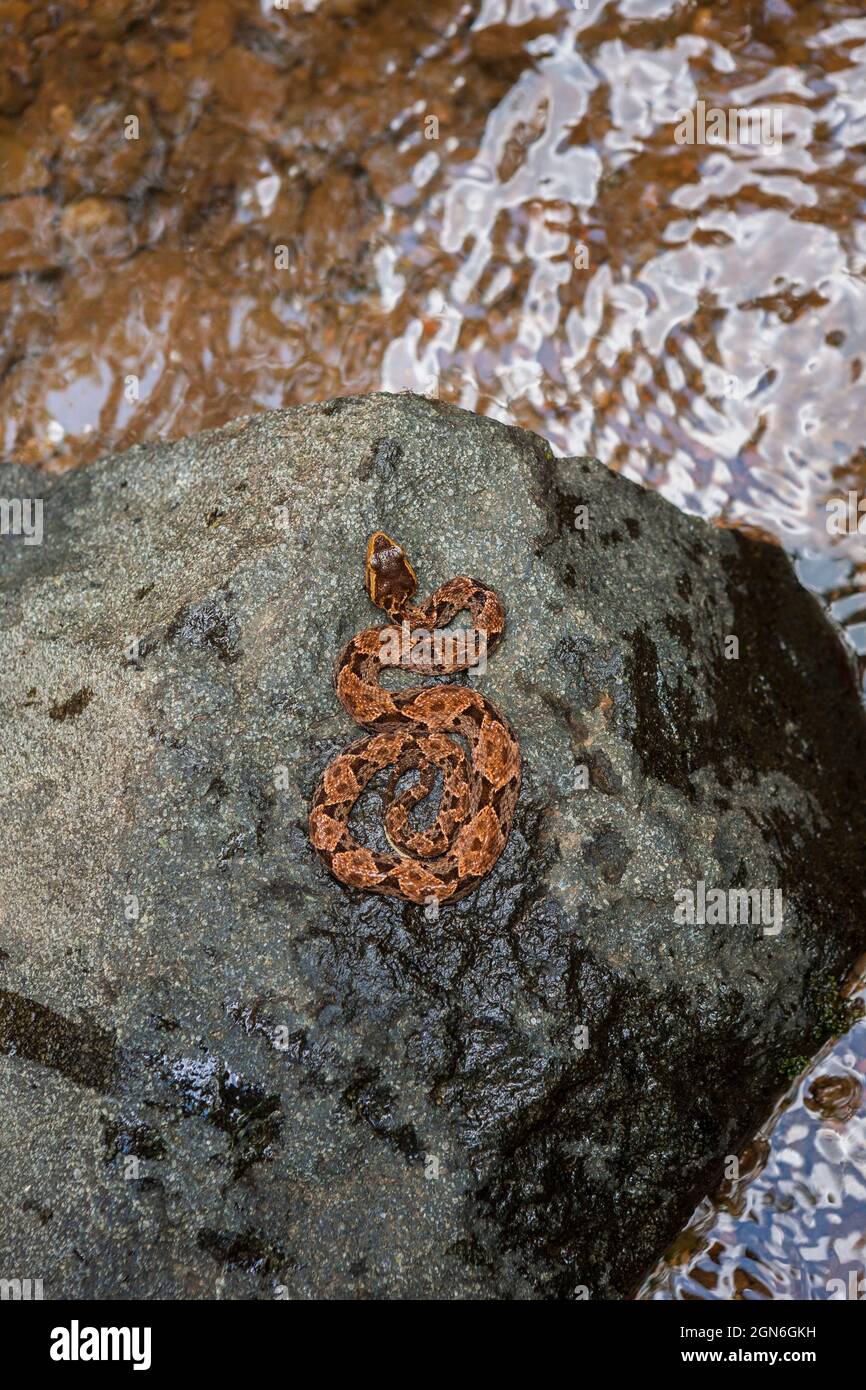 Un serpente velenoso Fer-de-lance, l'asper Bothrops, su una roccia in un piccolo fiume lungo il vecchio sentiero Camino Real, Parco Nazionale di Chagres, Repubblica di Panama. Foto Stock