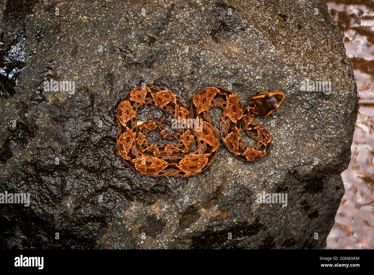 Un serpente velenoso Fer-de-lance, l'asper Bothrops, su una roccia in un piccolo fiume lungo il vecchio sentiero Camino Real, Parco Nazionale di Chagres, Repubblica di Panama. Foto Stock