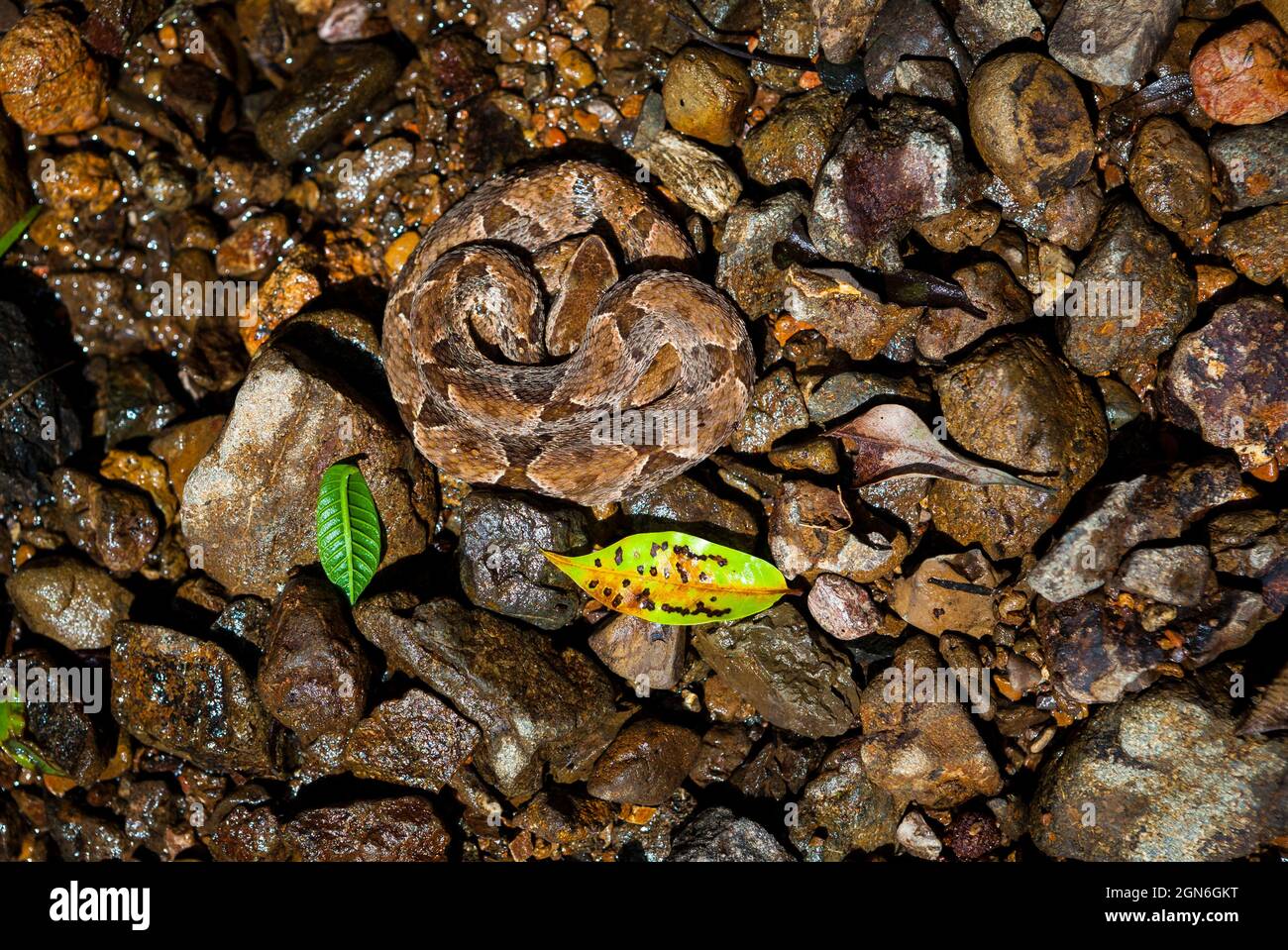 Panama fauna selvatica con un velenoso serpente Fer-de-lance, Bodhrops asper, nel Parco Nazionale di Chagres, Repubblica di Panama, America Centrale Foto Stock