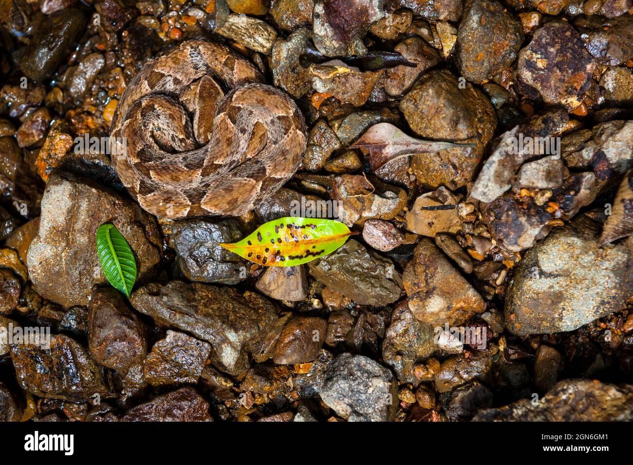 Un serpente velenoso Fer-de-lance, asper Bothrops, nascosto tra le pietre lungo il vecchio sentiero Camino Real, Parco Nazionale di Chagres, Repubblica di Panama. Foto Stock