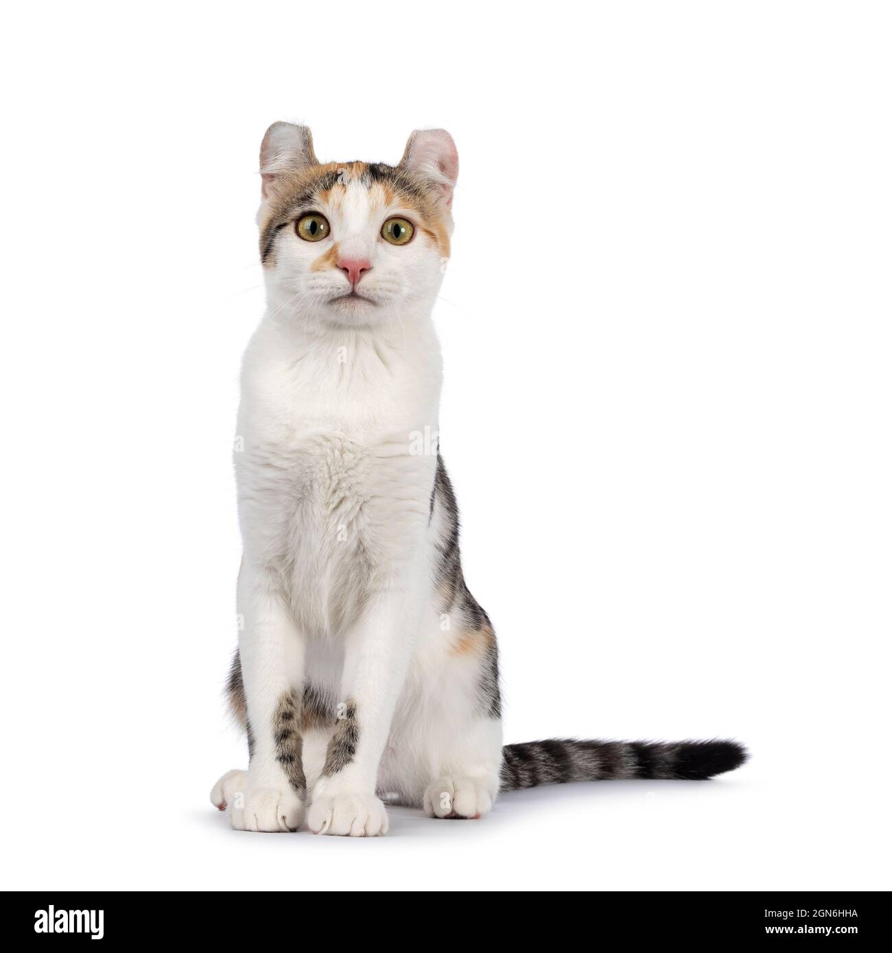 Fantastico gatto American Curl Shortair con motivo punteggiato, seduto di fronte. Guardando direttamente alla fotocamera. Isolato su sfondo bianco. Foto Stock