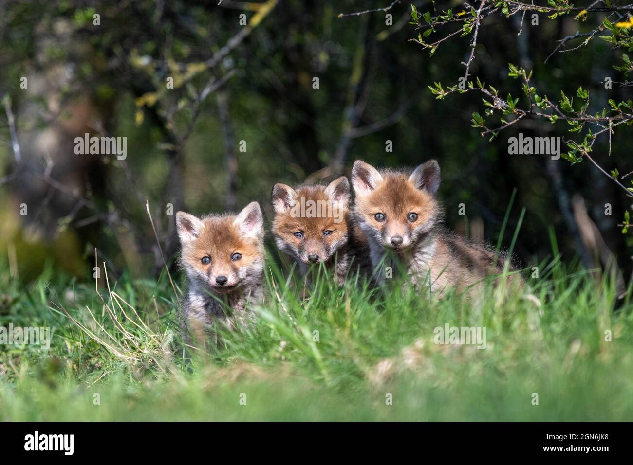 Renardeaux , Francia, Mosella, printemps Foto Stock