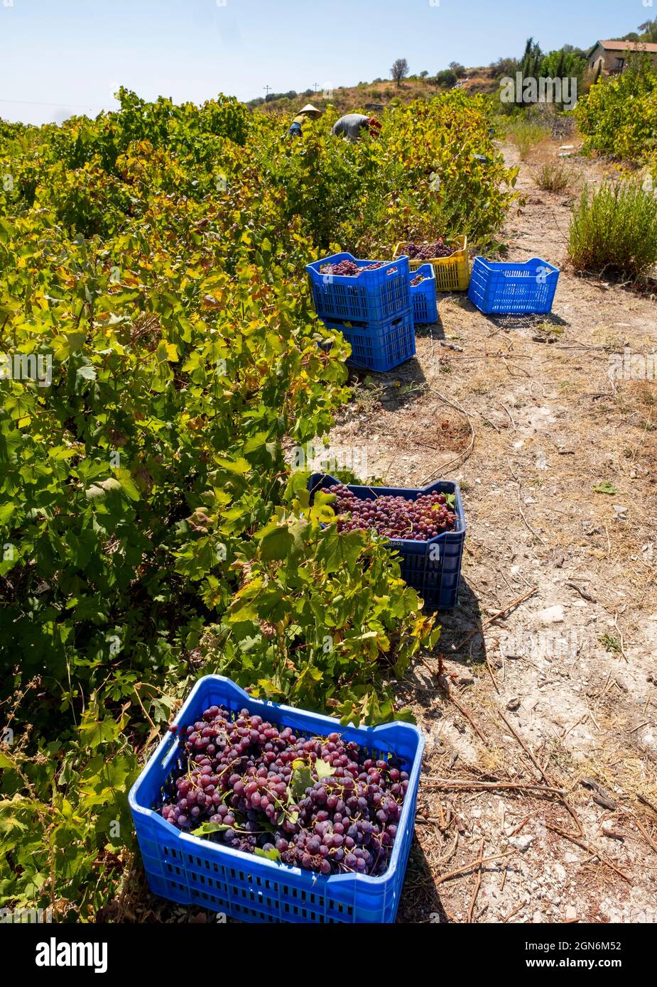 Lavoratori che raccolgono l'uva in un vigneto vicino Omodos, distretto di Limassol, Cipro. Foto Stock