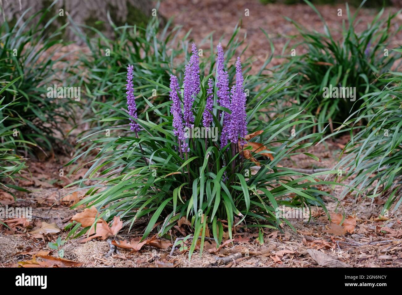Liriope muscari 'Moneymaker' Lilyturf Big Blue 'Moneymaker', Lilyturf 'Moneymaker', Lily turf 'Moneymaker', Ophiopogon graminifolius 'Moneymaker' Foto Stock