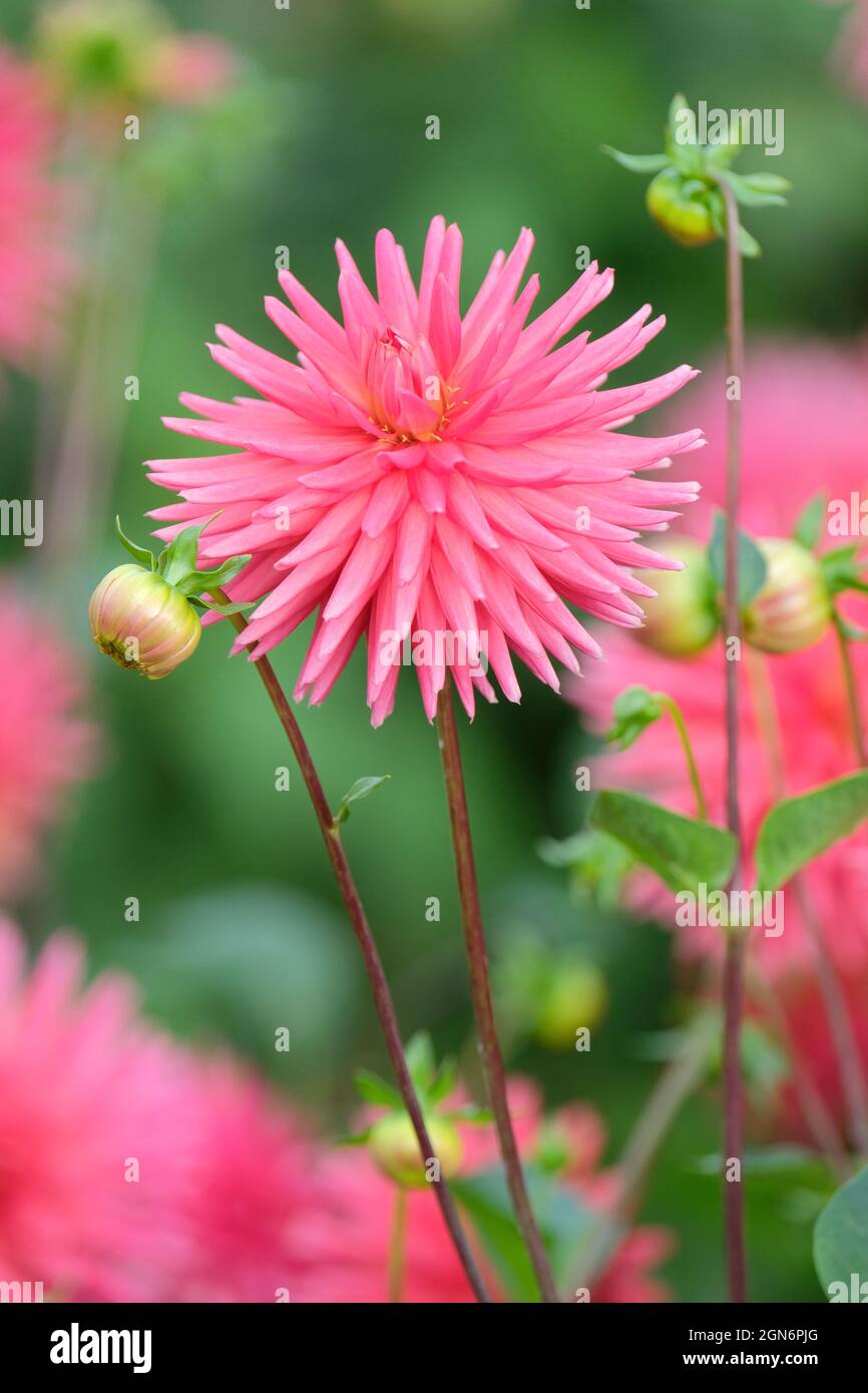 Teste di fiori rosa in cactus in miniatura di Dahlia Josudi Ercole. Foto Stock