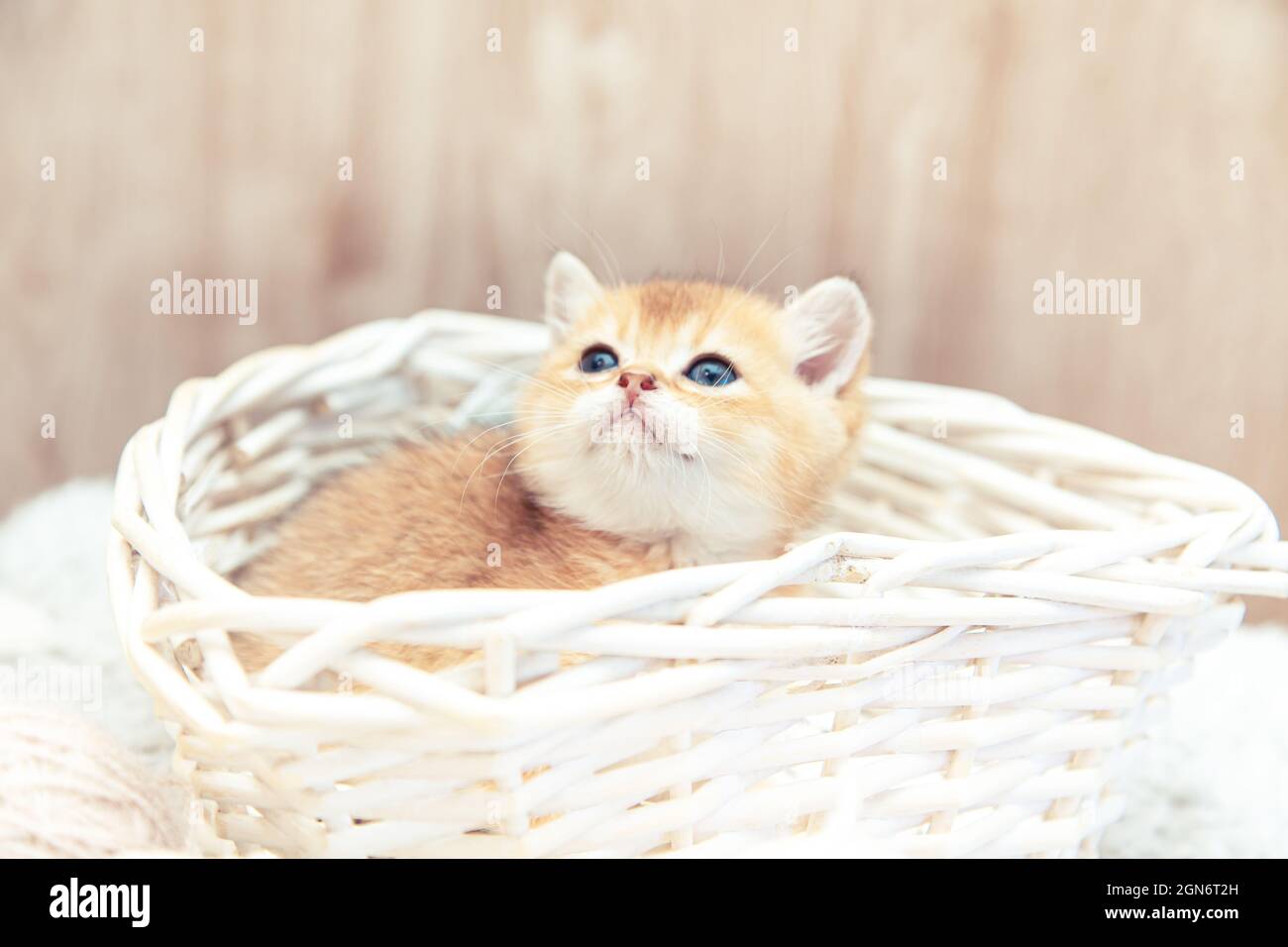 Gattino inglese divertente seduto in un cestino con palle di fili. Foto Stock
