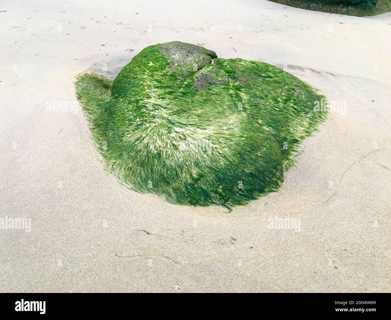 un grande muschio verde coperto di pietra sulla spiaggia di sabbia Foto Stock