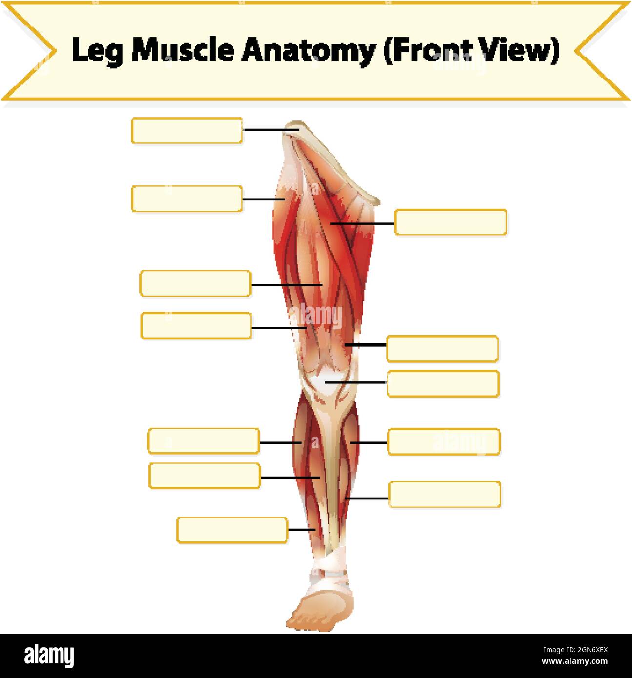 Illustrazione del foglio di lavoro dell'anatomia del muscolo umano delle gambe Illustrazione Vettoriale