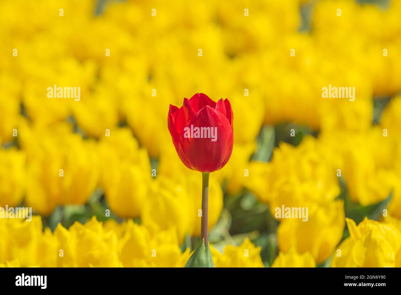 Tulipano rosso in primo piano sullo sfondo giallo tulipani. Primavera fiore sfondo. Emirgan Istanbul. Foto Stock
