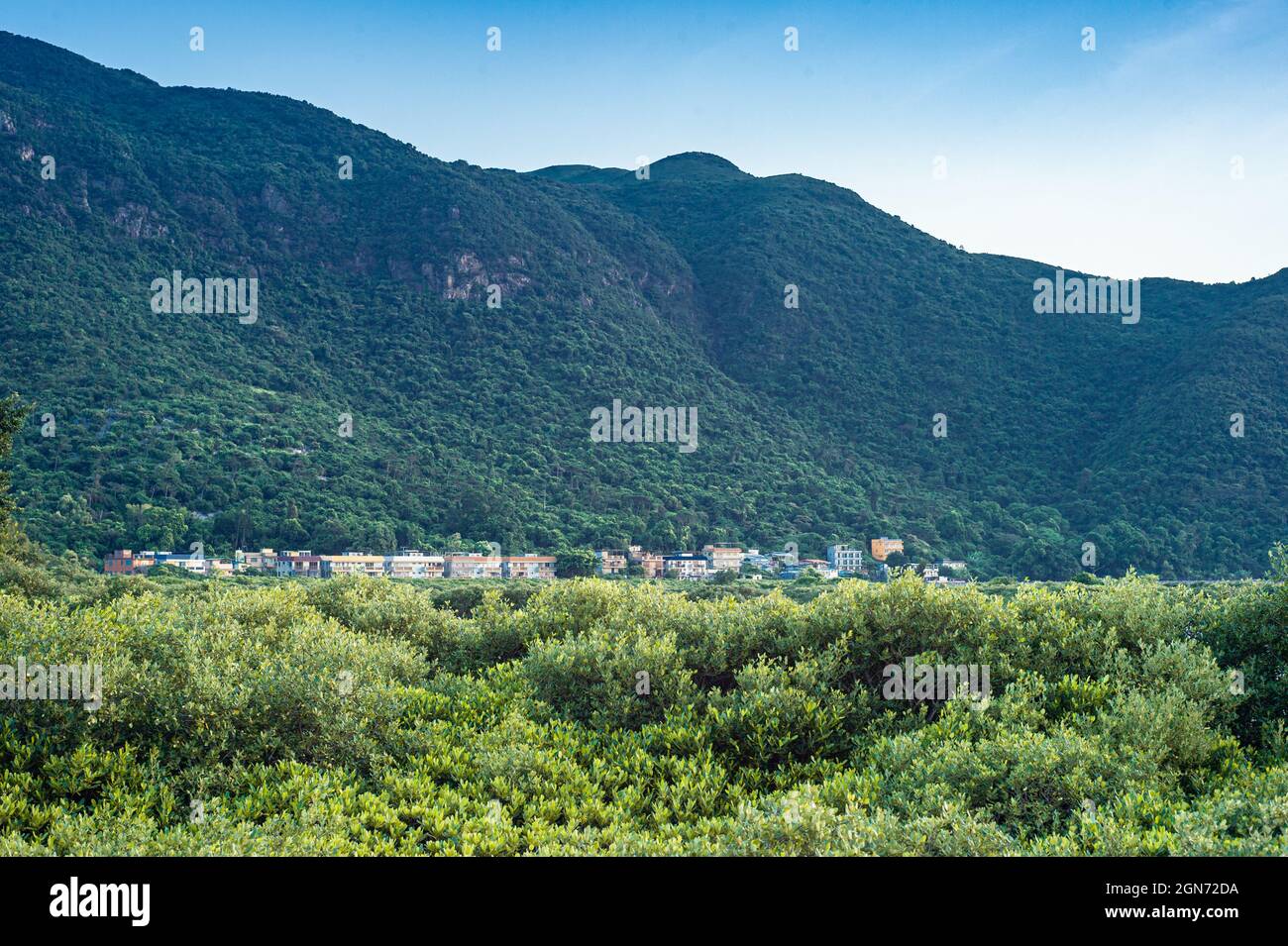Foresta di Hong Kong Foto Stock