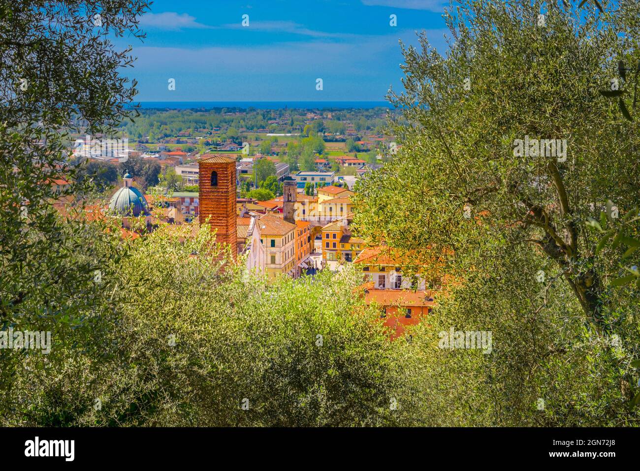 Pietrasanta vista aerea dalla Rocca di Sala alla torre campanaria ed olivo, Versilia, Lucca, Toscana, Italia, Europa Foto Stock