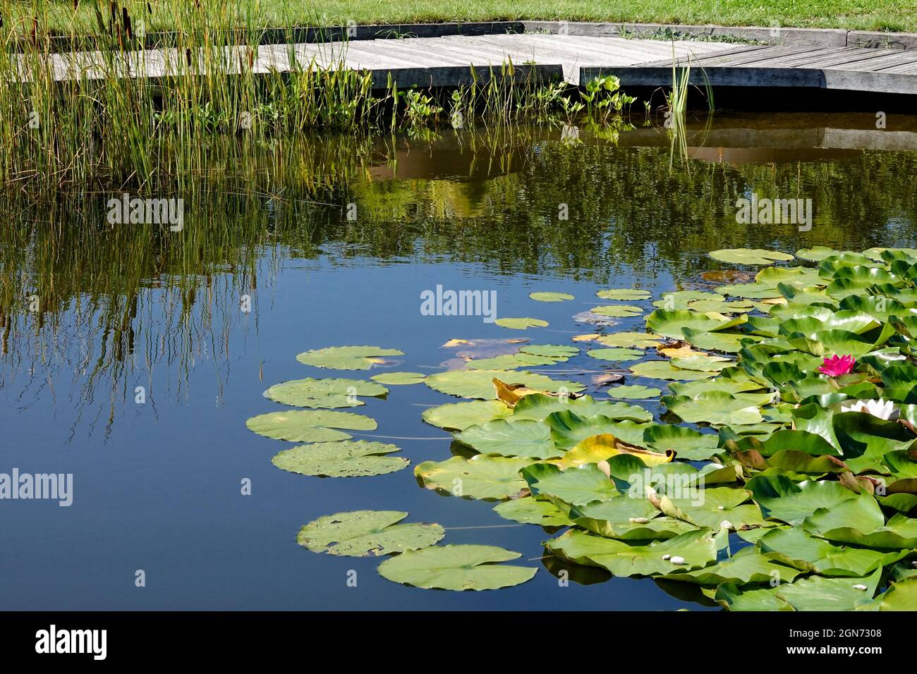Sentiero in legno intorno al laghetto Pretty giardino con gigli d'acqua Foto Stock