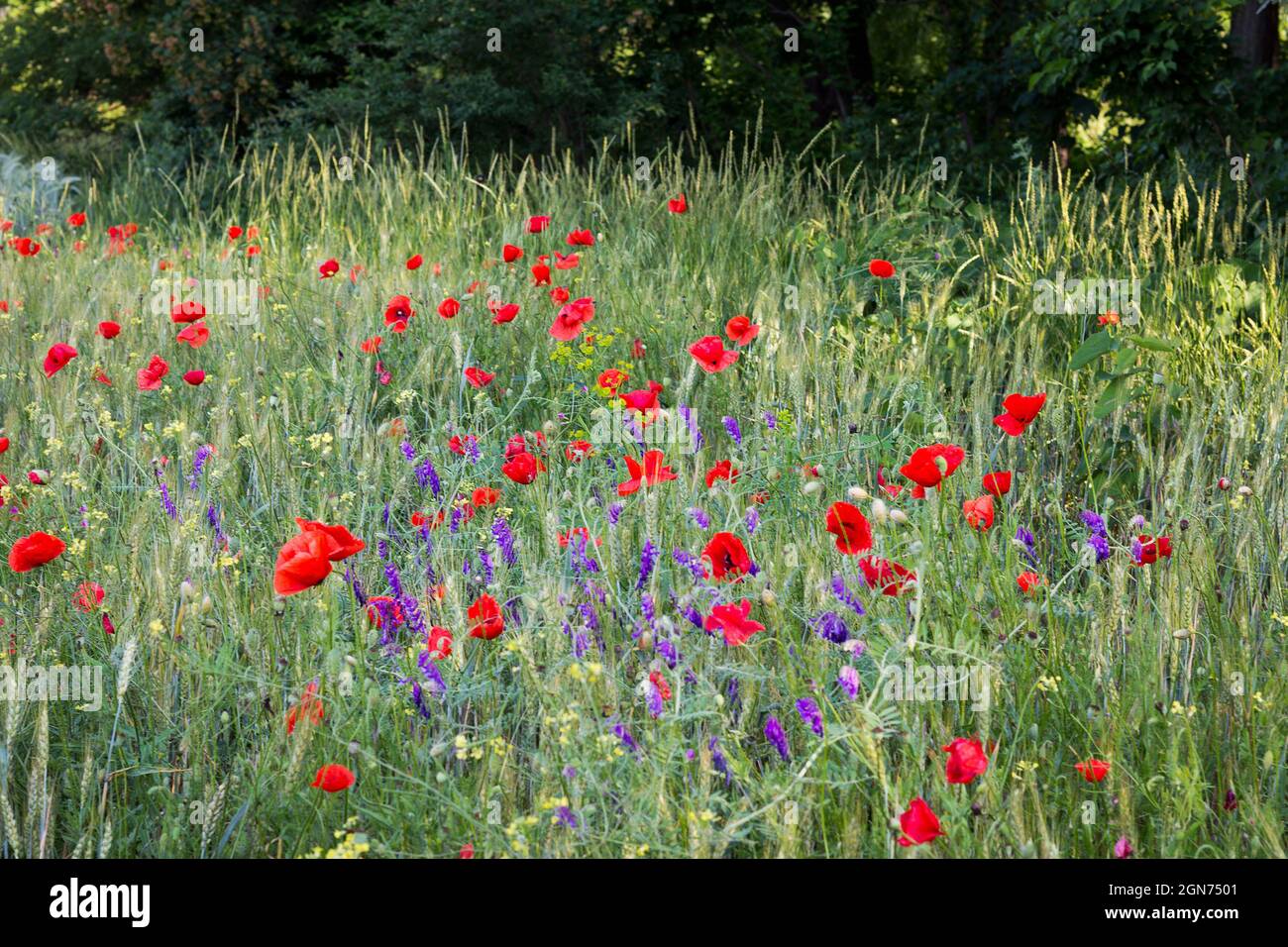 Bel campo di fiori in fiore, papavero rosso e altri fiori selvatici in una giornata di sole. Orizzontale Foto Stock