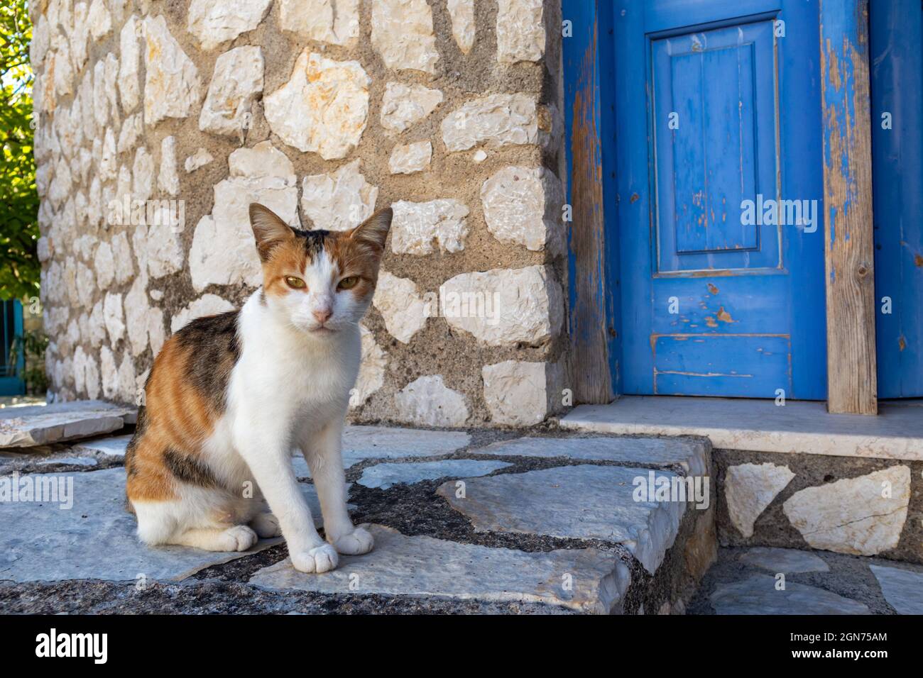 Gatto bianco e rosso carino seduto vicino all'ingresso di casa. Gattino domestico in strada nel villaggio greco con case tradizionali con muri in pietra, porte blu chiuse Foto Stock