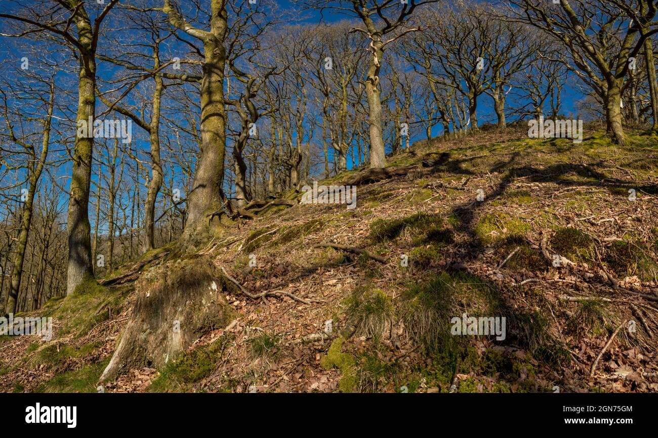 Vista sul bosco di quercia sesile (Quercus petraea) al sole primaverile. Powys, Galles. REGNO UNITO. Marzo. Foto Stock