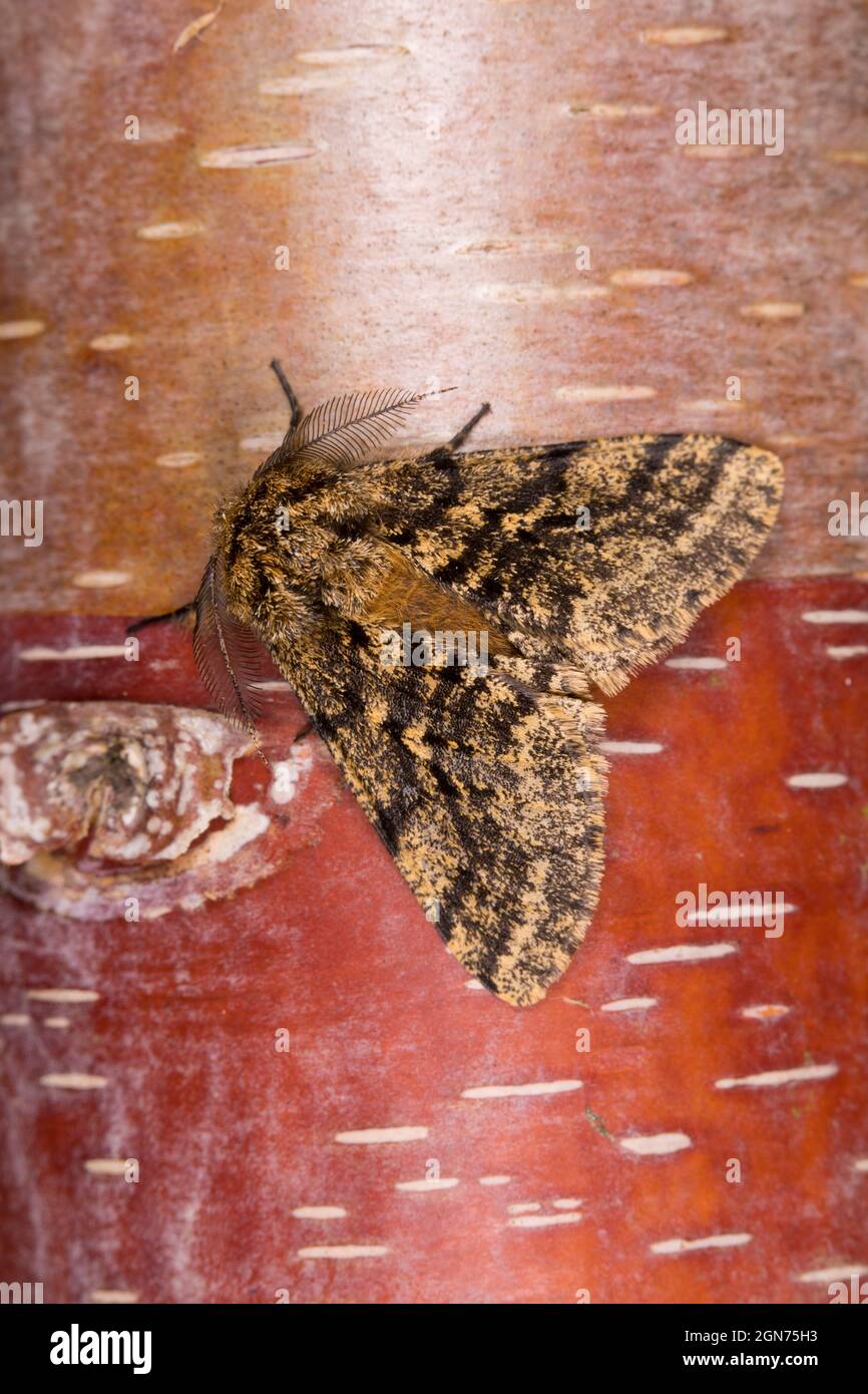 Brindled Beauty Moth (Lycia hirtaria) appoggiato sul tronco di un albero di betulla. Powys, Galles. REGNO UNITO. Aprile. Foto Stock
