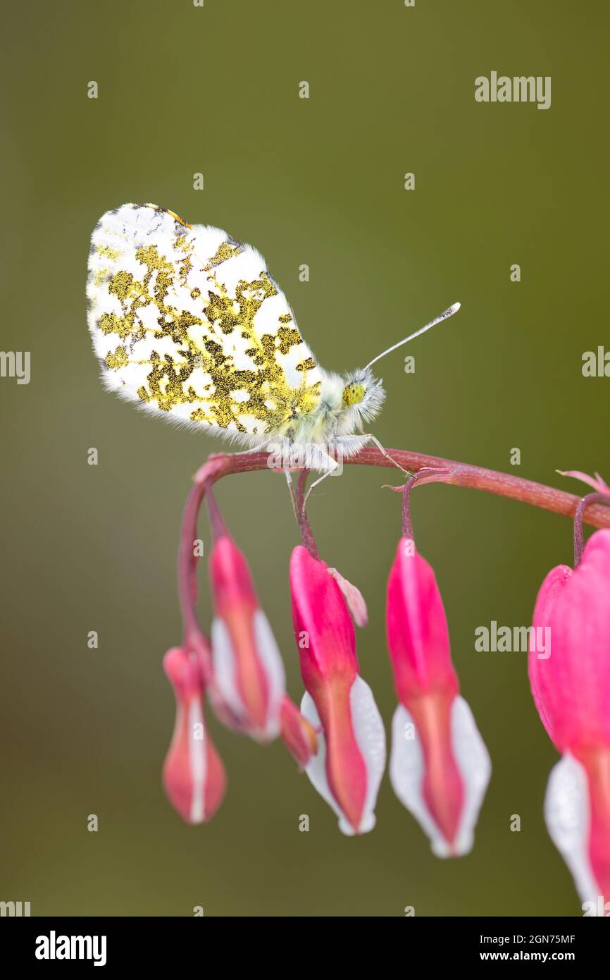 Farfalla di punta arancione (Anthocaris cardamines) maschio adulto arroccato sui fiori di cuore di sanguinamento in un giardino. Powys, Galles. Aprile. Foto Stock