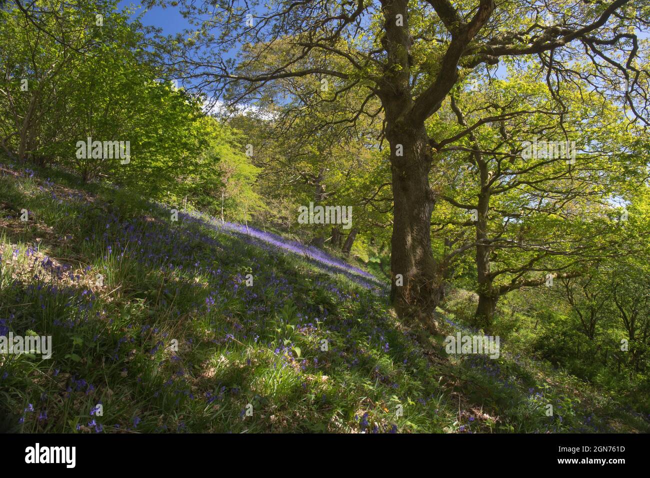 Bluebells (Hyacinthoides non scripta) fioritura in un bosco di querce. Powys, Galles. Maggio. Foto Stock