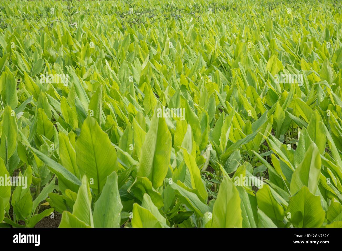 Belle e fresche piante curcuma Foto Stock