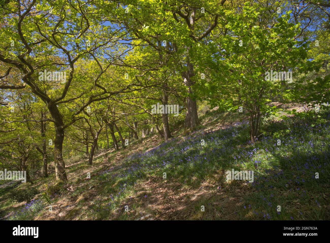 Bluebells (Hyacinthoides non scripta) fioritura in un bosco di querce. Powys, Galles. Maggio. Foto Stock