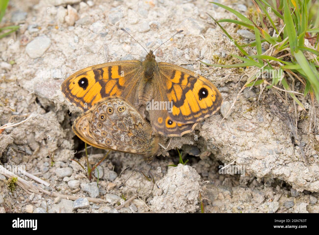 Parete farfalle (Lasiommata megera) accoppiamento. Powys, Galles. Maggio. Foto Stock