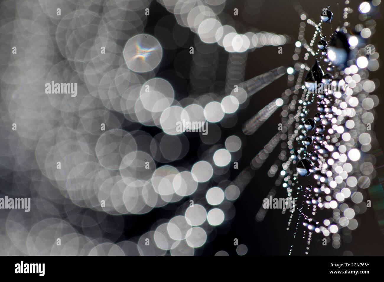 Il ragnatela di Spider in una mattinata di rugiada con gocce. Powys, Galles. Maggio. Foto Stock