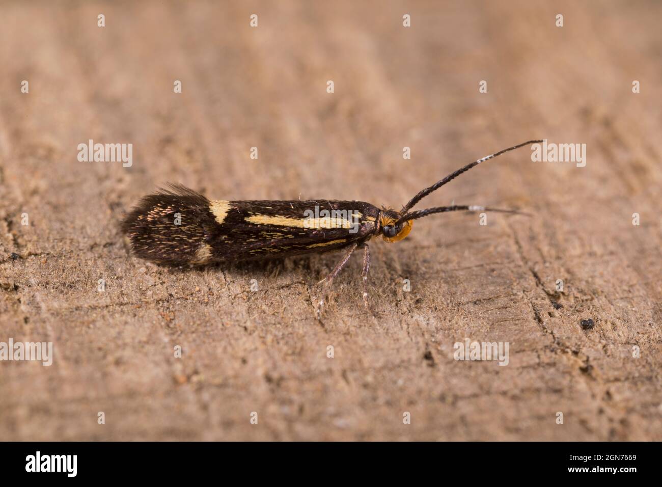 Zolfo Tubic Moth (Esperia sulfurella ) adulto. Powys, Galles. Maggio. Foto Stock