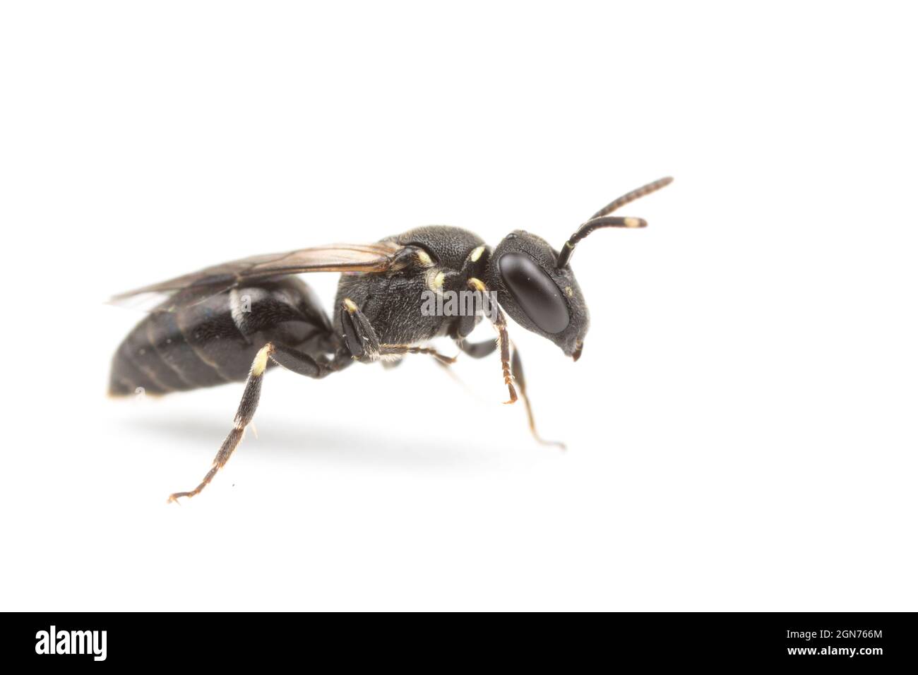 Ape pelosa di colore giallo (Hylaeus hyalinatus) femmina adulta fotografata su sfondo bianco. Powys, Galles. Maggio. Foto Stock