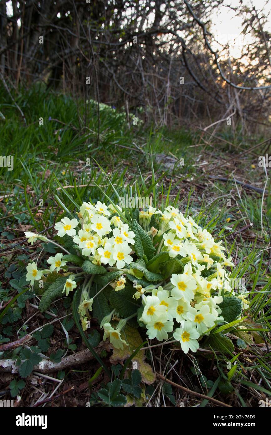 Primrose (Primula vulgaris) fioritura in un hedgerow in una fattoria biologica. Powys, Galles. Aprile. Foto Stock