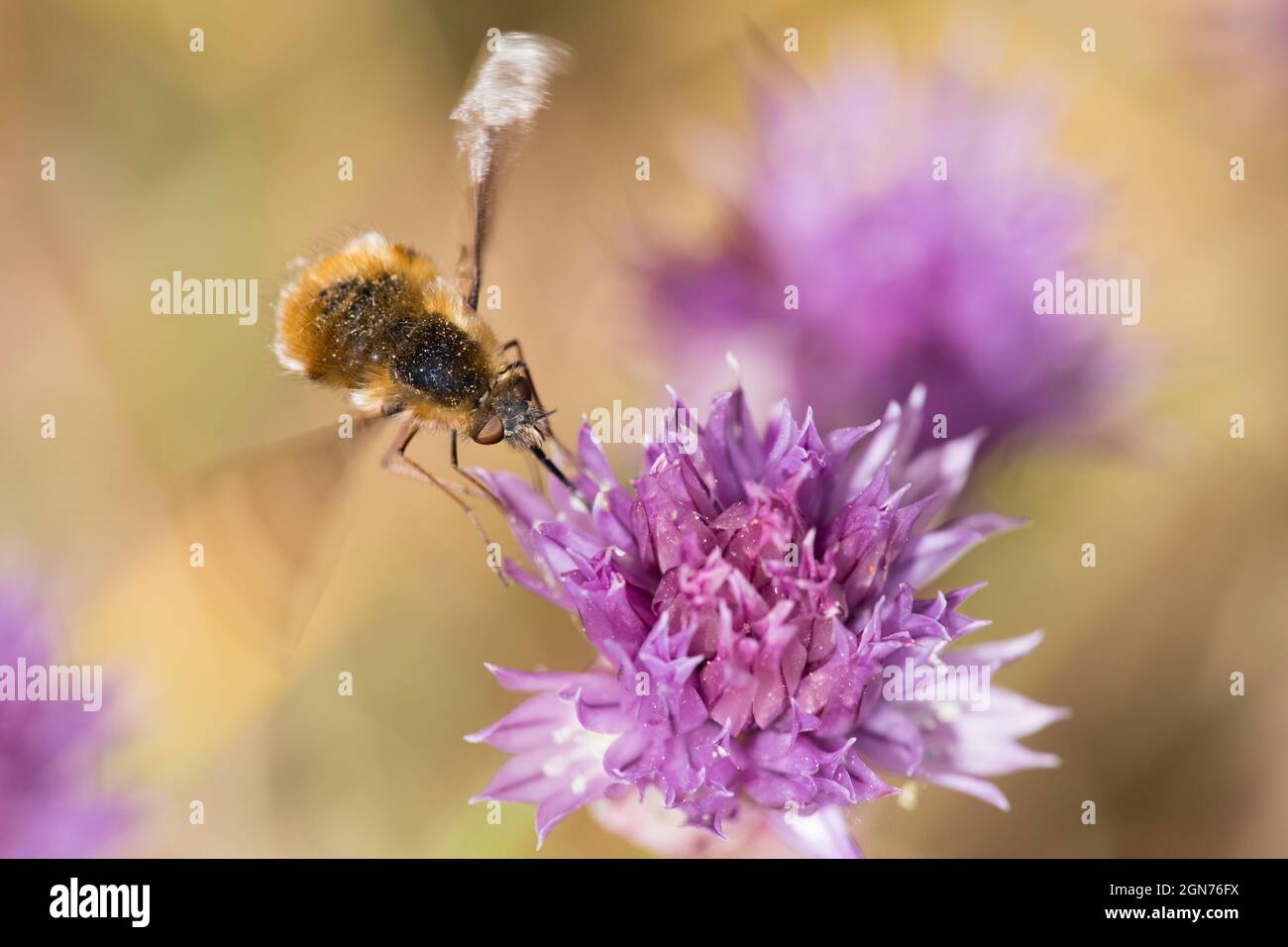 Bee-fly dal bordo scuro (Bombylius maggiore) che si nutrono di fiori di erba cipollina in un giardino. Powys, Galles. Giugno. Foto Stock