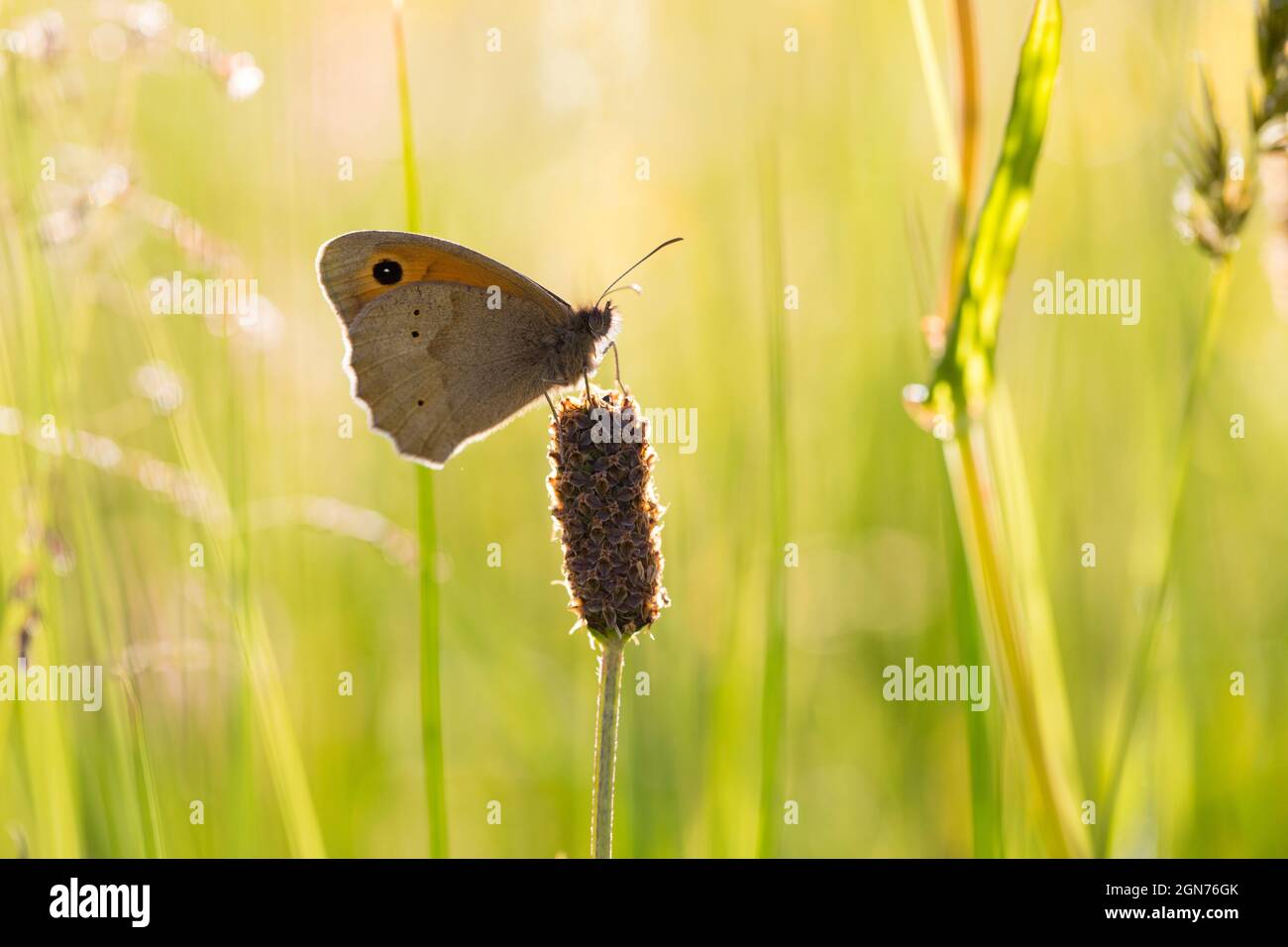 Prato farfalla marrone (Maniola jurtina) adulto in un prato di fieno su una fattoria biologica Powys, Galles. Giugno. Foto Stock