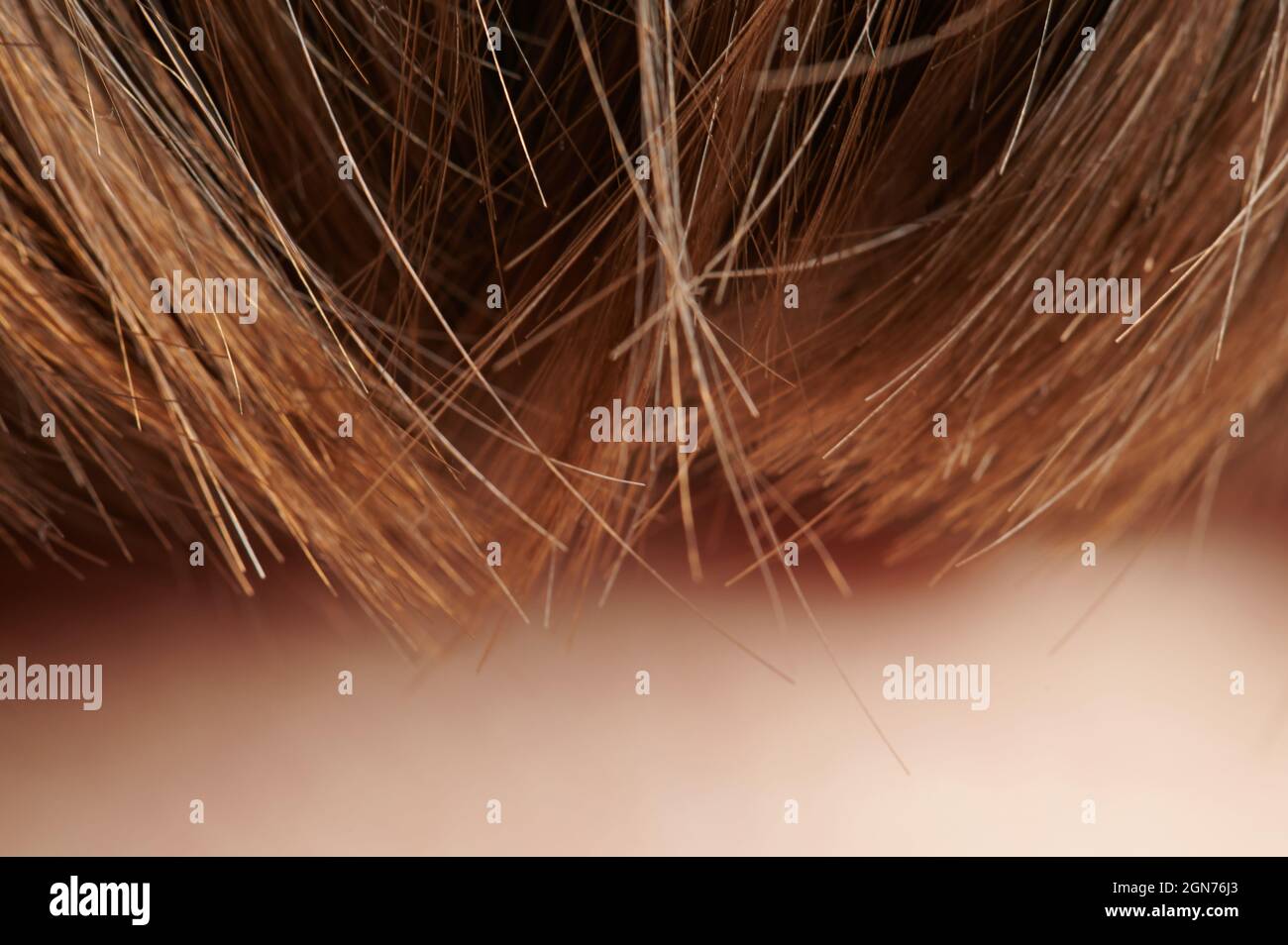 Visualizzazione macro delle linee di capelli marroni sullo sfondo sfocato della testa Foto Stock