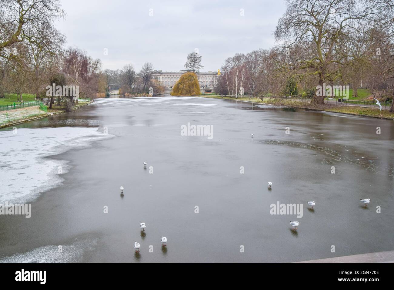 I gabbiani si trovano sul lago ghiacciato di St James's Park, Londra, 11 febbraio 2021. Foto Stock