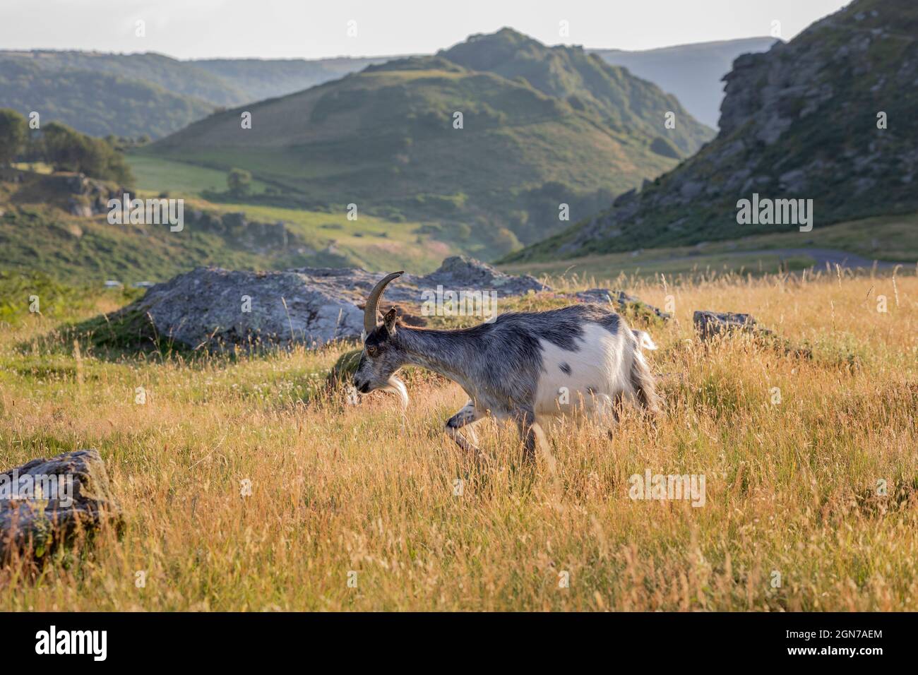 Capra ferale pascolo nella valle delle rocce Lynton Devon Inghilterra Foto Stock