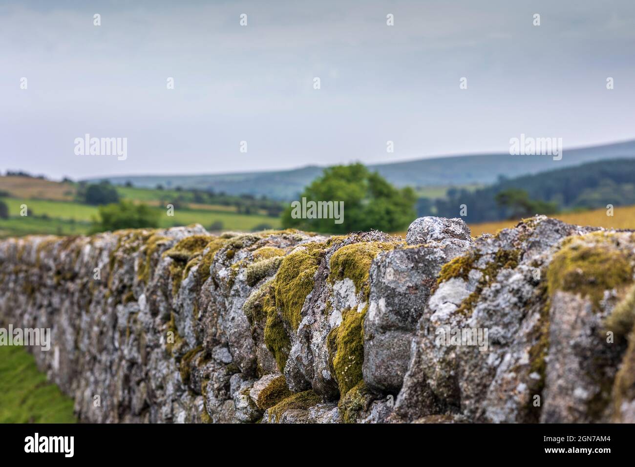 Tradizionale Dartmoor Dartmoor Devon parete di pietra asciutta Inghilterra Foto Stock