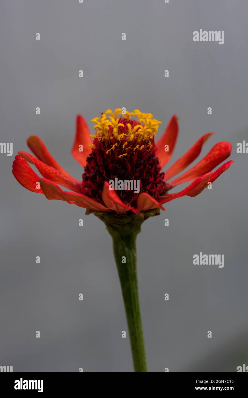 Rosso brillante Daisy con timbro giallo isolato su uno spazio di sfondo semplice per la copia Foto Stock