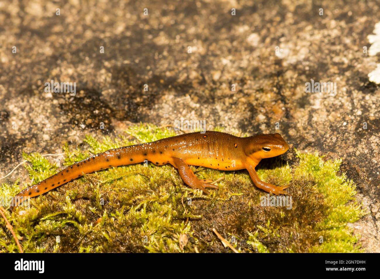 Newt (Notoftalmus viridescens) con macchie rosse orientali Foto Stock