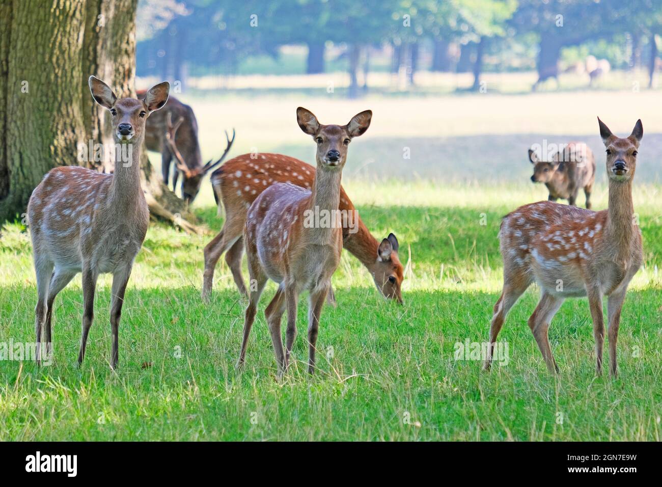 Mi stai guardando? Capriolo giovane della femmina del cervo, orecchie pricked, guardando i passanti-da, mentre alimentando e godendo il sole di autunno tardo inglese. Woburn, Inghilterra. Foto Stock