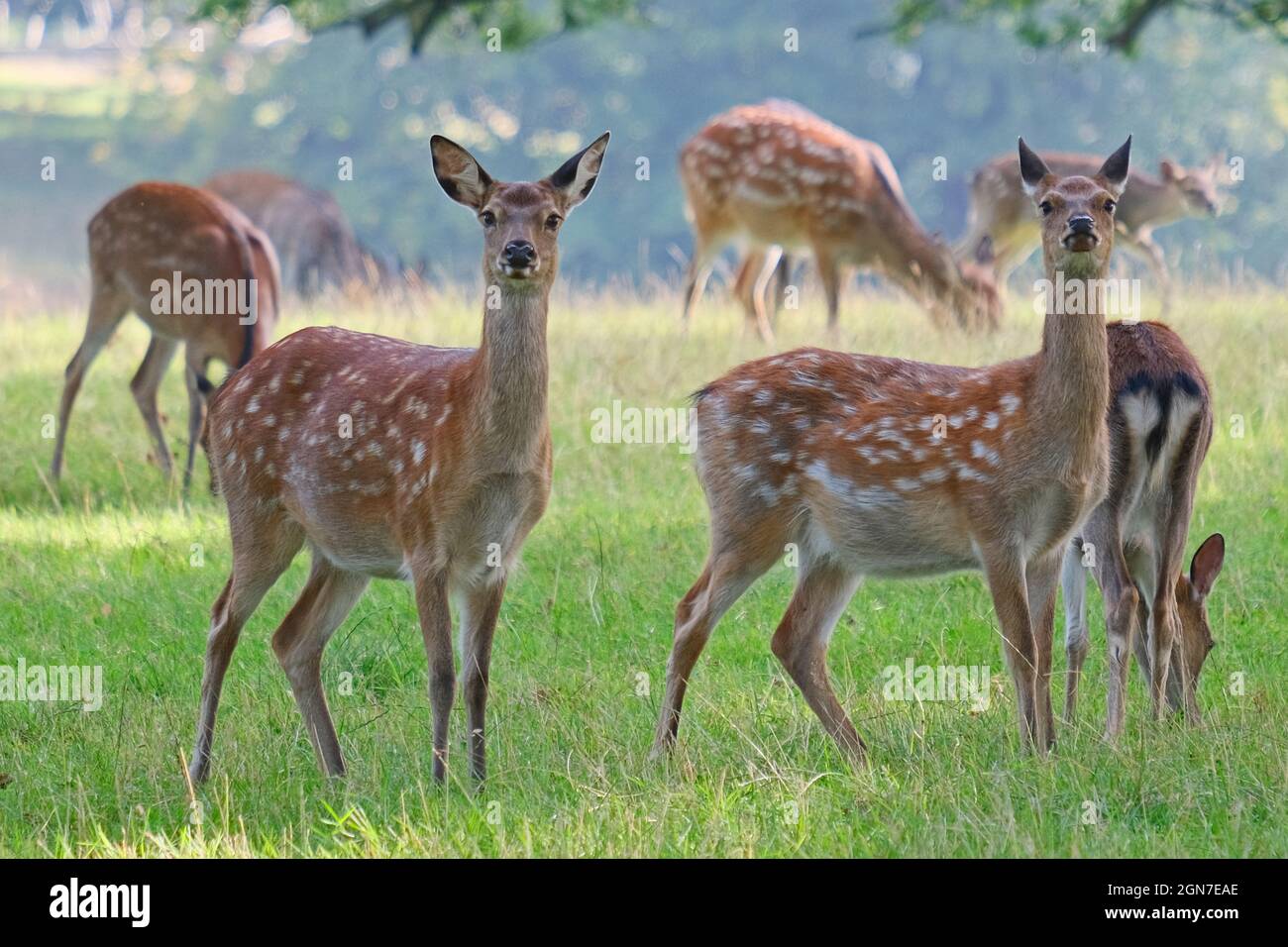 Mi stai guardando? Capriolo giovane della femmina del cervo, orecchie pricked, guardando i passanti-da, mentre alimentando e godendo il sole di autunno tardo inglese. Woburn, Inghilterra. Foto Stock