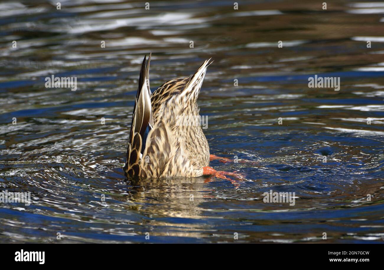 Mallard Duck [Anas platyrhynchos] femmina dabling aprile: Kent, UK. Foto Stock