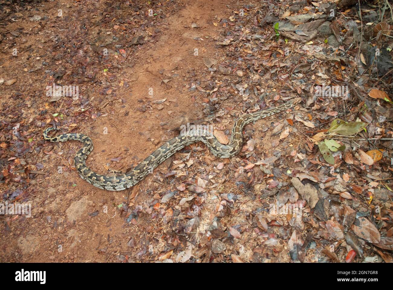 Python rock indiano, Python molurus molurus, Phansad, Maharashtra, India Foto Stock