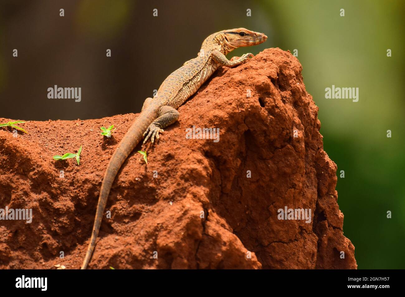 Pygmy Mulga Monitor, Varanus Gilleni, Sinhagad, Pune, Maharashtra, India Foto Stock