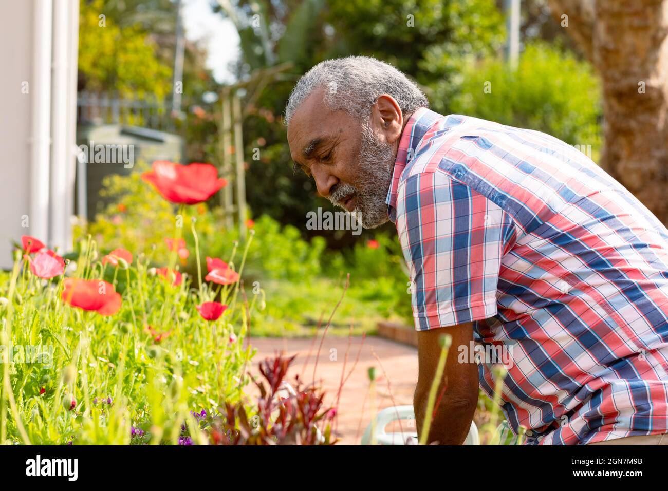 Focalizzato l'uomo maggiore africano americano giardinaggio nel cortile Foto Stock